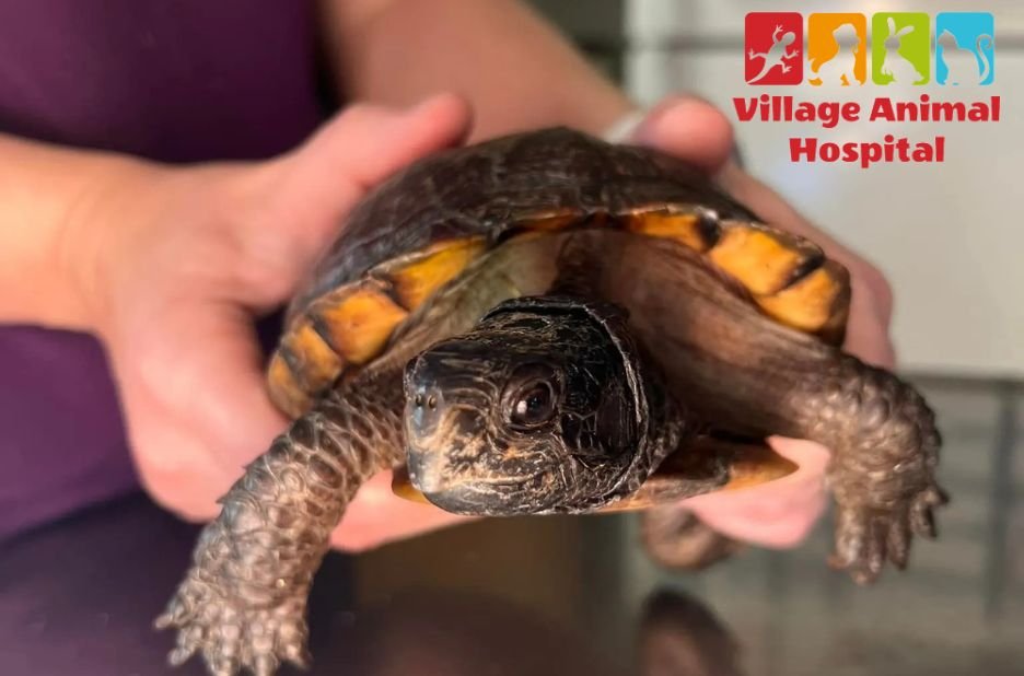 Compassionate pet care at a trusted UK veterinary practice